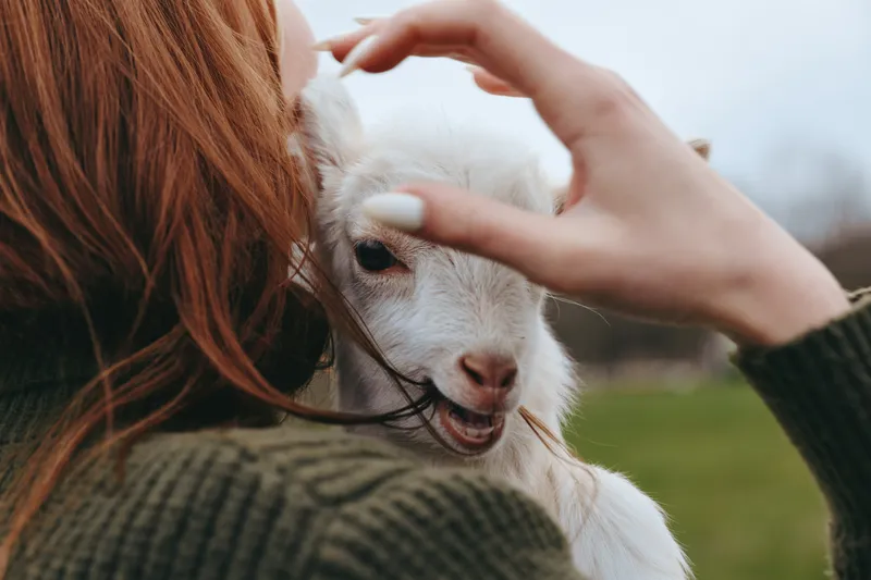 Close-up of a gentle woman stroking a young goat kid, outdoors. Lifestyle moment showing care, bond, and outdoor living with warm, natural light and soft countryside backdrop.