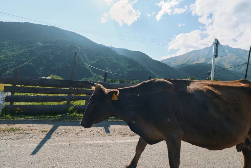 A lone cow walks along a rural road beside a wooden fence, with hills and a bright sky forming a calm pastoral scene, inviting quiet reflection and appreciation of nature.