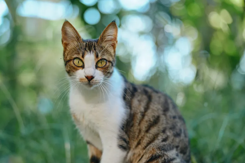 A curious tabby cat sits in a sunlit garden, gazing toward the camera with attentive eyes. Bright greenery forms a soft background, creating a peaceful, natural ambience.