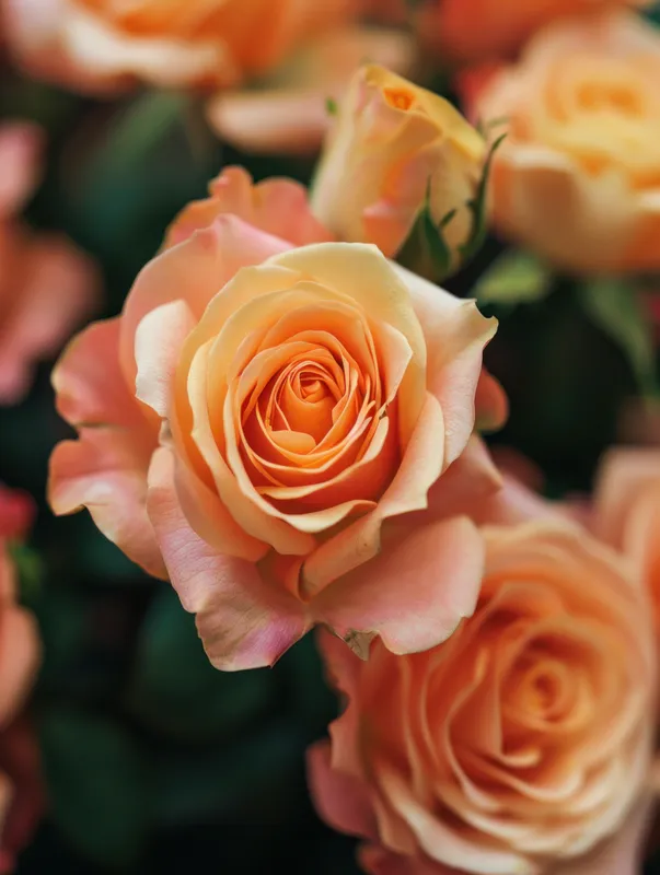 Потрясающая композиция из персиковых роз, демонстрирующая мягкие лепестки и замысловатые детали на фоне ярких зеленых листьев