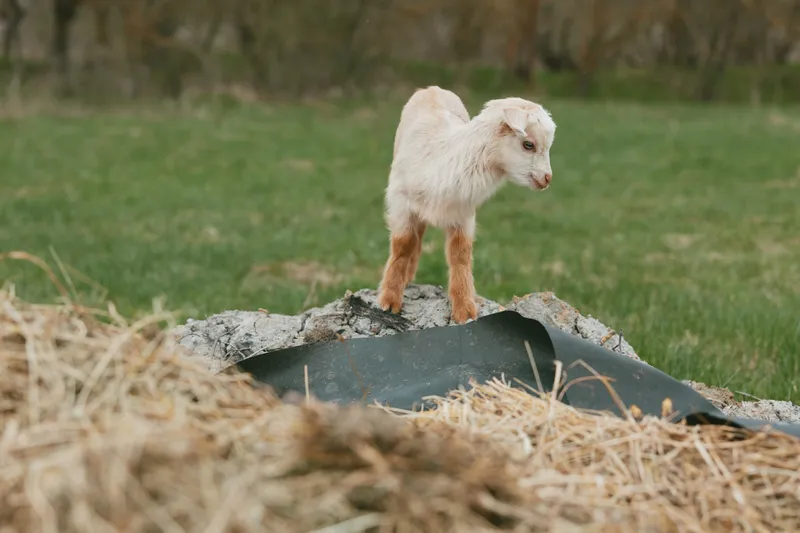 Young white goat kid stands on a pile of hay and fabric in a green field during a calm spring day, capturing a natural and peaceful rural lifestyle moment.