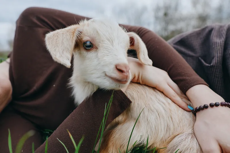 A relaxed scene shows a person cradling a young goat kid in a cozy outdoor setting, highlighting gentle care, bonding, and a calm rural lifestyle.