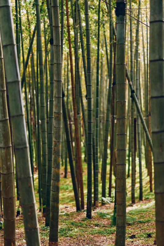 Bamboo forest grove with tall trunks and green nature scene, vertical stalks and foliage in a serene woodland with dappled sunlight on the forest floor.