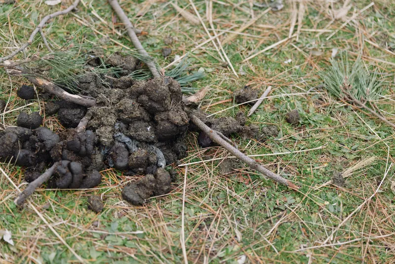 Forest ground shows dark animal scat scattered among pine needles and twigs, indicating wildlife droppings in a natural outdoor setting for nature observation and cleanup awareness.