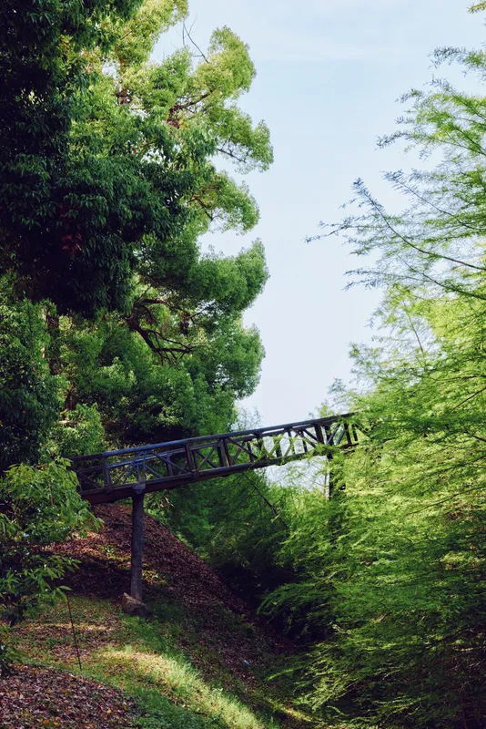 Bridge in dense forest with tall trees and lush foliage, nature scene with narrow path and metal footbridge partially hidden among green leaves and sunlight filtering through.