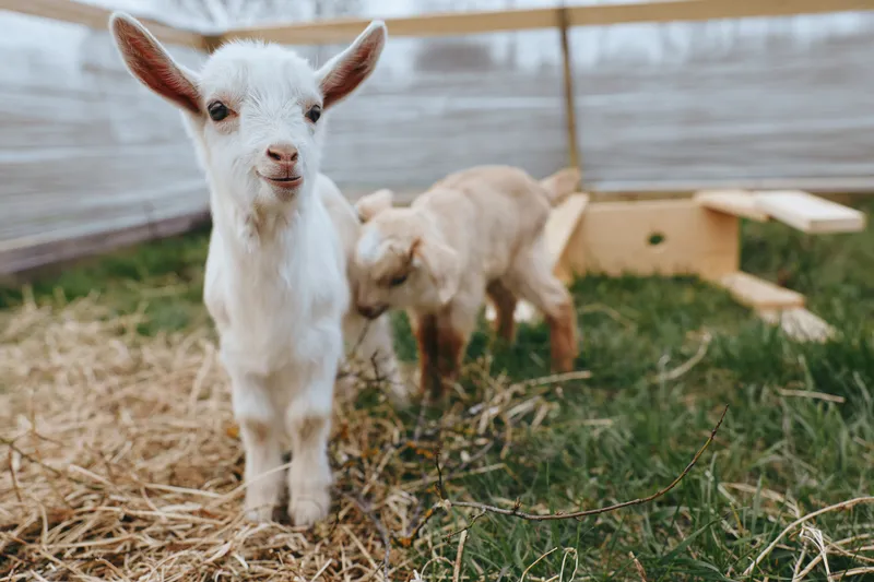 Young goat kid standing in a sunny farmyard, straw on the ground, wooden shelter behind, lifestyle scene emphasizing farm life, natural light, playful curiosity, wholesome moment