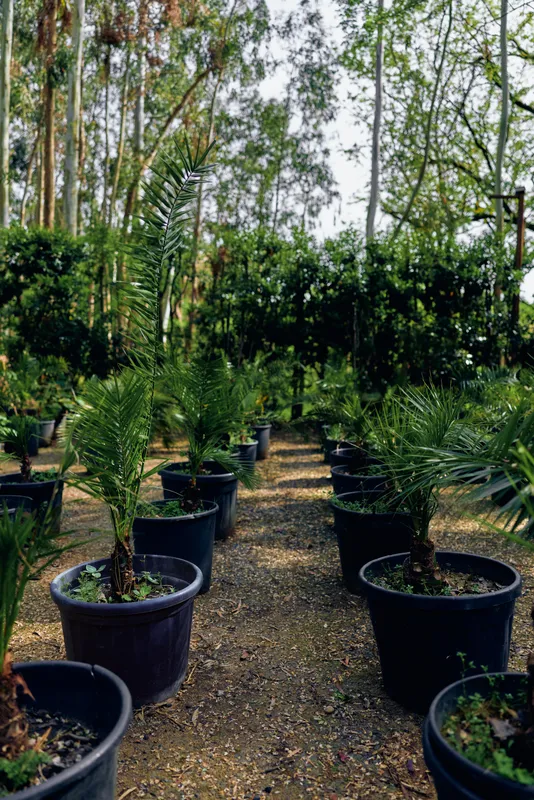 Potted plants nursery with young palms in black pots arranged in neat rows, green garden pathway and natural light. Outdoor nursery scene for landscaping, growth and plant care.