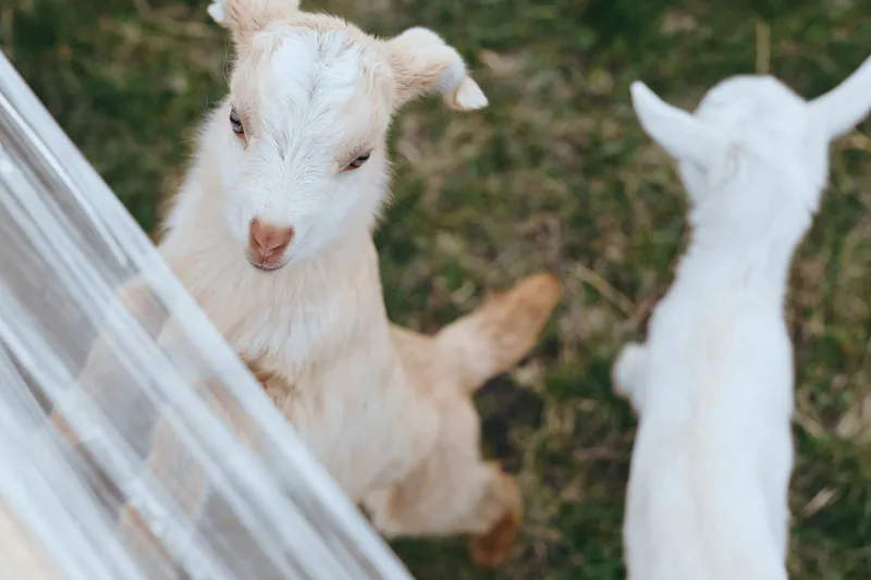 Playful goat, kid outdoors near a fence, sunlight on white fur, curious expression, soft breeze, natural colors, grass field, rustic setting, candid lifestyle moment in countryside today