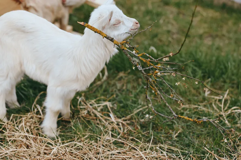 Curious white goat kid nibbling a twig in a sunlit yard, close-up on soft fur and grass, capturing rural lifestyle, farm life, and playful animal moment