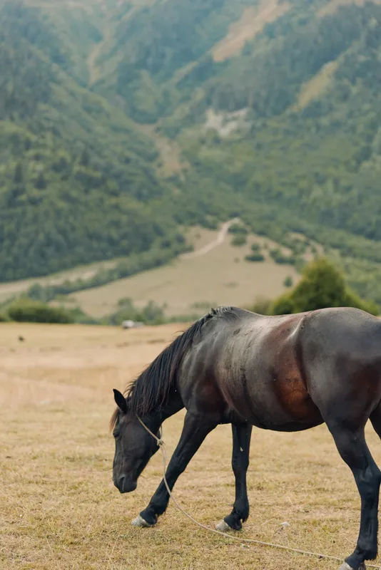 A graceful horse grazes in a sunlit meadow with rolling hills and distant mountains, creating a peaceful rural scene rich in natural beauty and calm atmosphere.