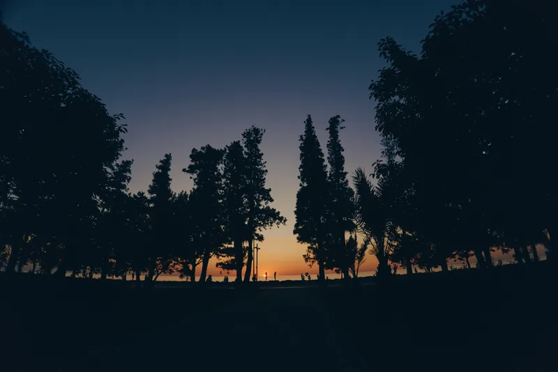 Silhouetted trees at sunset with deep blue sky and warm orange horizon creating peaceful nature landscape in film color mood.