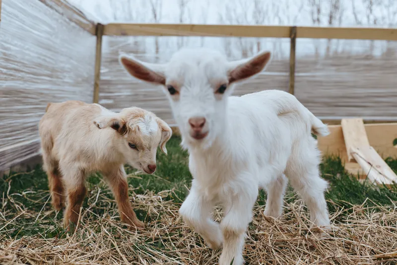 A lifestyle scene features a white goat kid and a brown kid in a straw pen, exploring their enclosure with gentle curiosity. Natural light highlights soft fur and farm surroundings, conveying