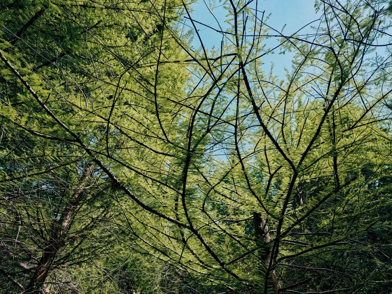 Trees branches leaves forest canopy green sunlight sky create dense spring woodland scene with delicate new foliage, layered branches and dappled light filtering through treetops.