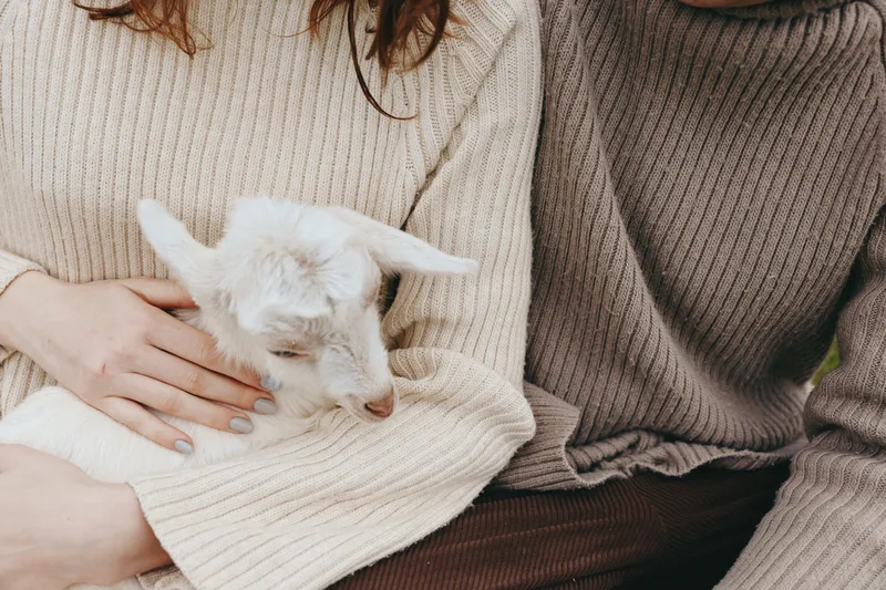 Cheerful lifestyle moment with a goat kid held close by two people in cozy sweaters, warm light, tender interaction, soft textures, natural colors, peaceful home scene