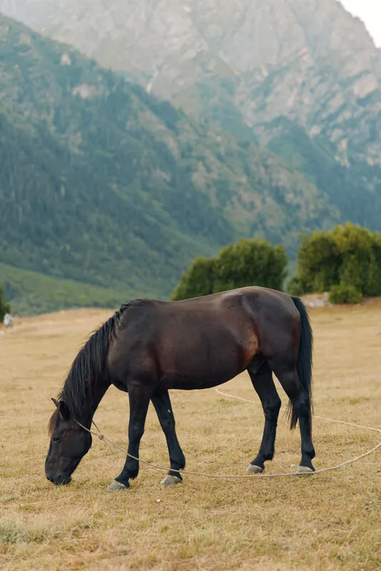 A dark horse grazes quietly in a sunlit meadow, with distant rugged mountains and scattered trees, creating a peaceful countryside scene that feels timeless and serene.