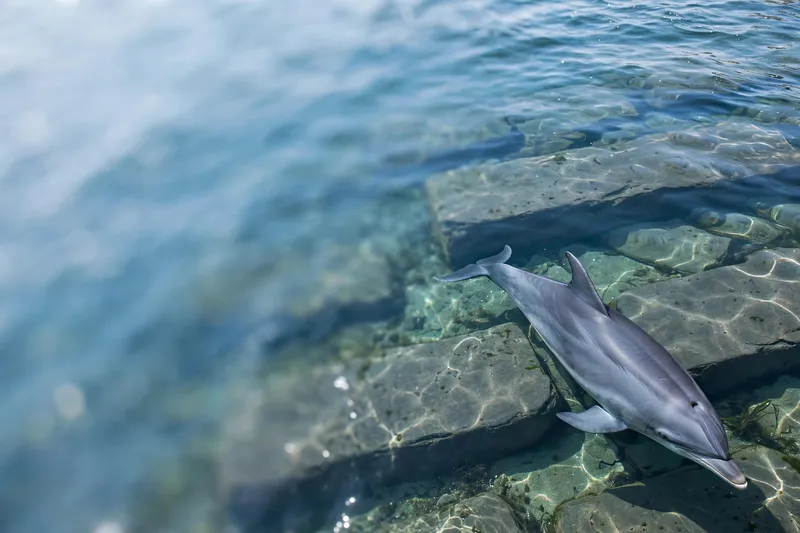 Дельфин плывёт над каменным дном в прозрачной морской воде