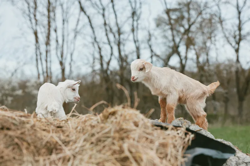 Two young baby goats play and explore on a pile of hay in a natural outdoor setting during early spring with bare trees in the background, capturing a lively lifestyle moment.