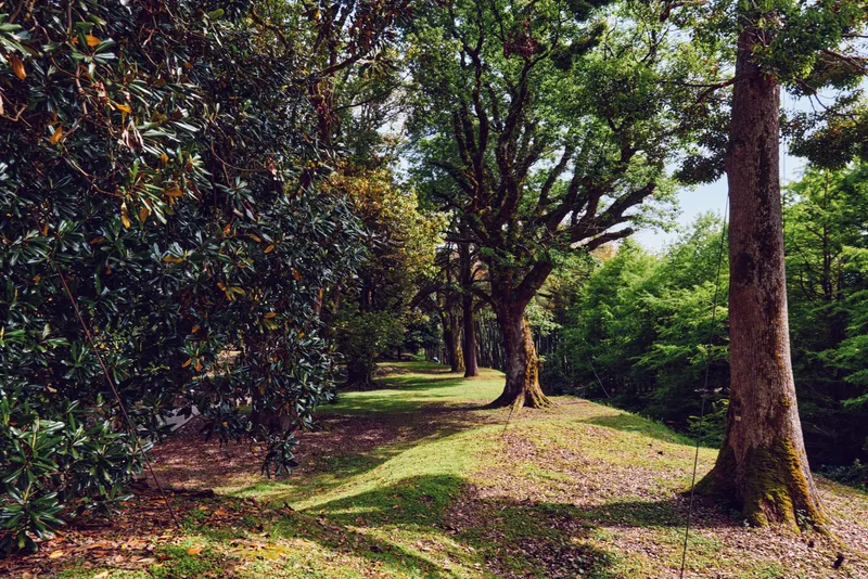 Trees and forest path with sunlit grass, mossy trunks and dappled shadows along a serene nature trail, peaceful woodland scene for outdoor landscape and walking relaxation.
