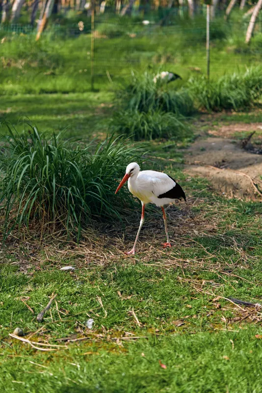 Stork bird walking on grass with long white plumage and orange beak, wading along wetland edge in a peaceful nature portrait showing legs, feathers and outdoor habitat.