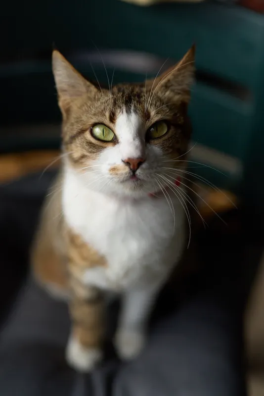 Close-up portrait of a curious tabby cat with green eyes sitting on a dark surface and looking directly at the camera in soft natural light.
