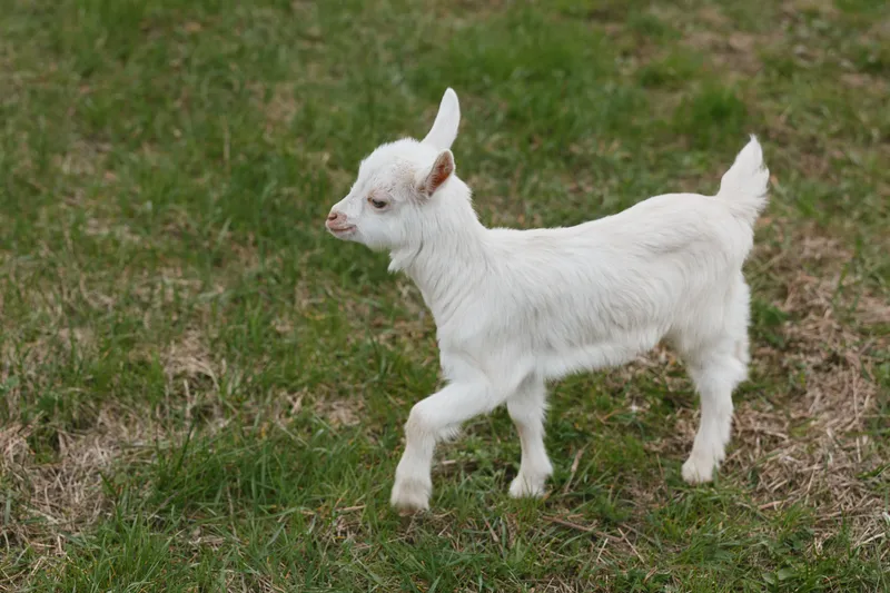 Playful white goat kid exploring a grassy field under soft daylight. Rustic outdoor lifestyle, pastoral scene, gentle motion, carefree energy, farm life ambience.