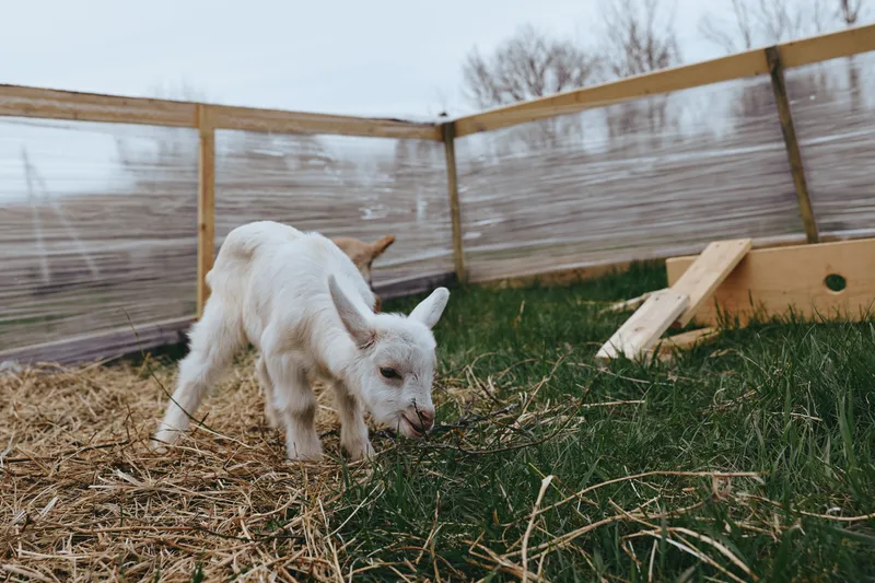A curious goat kid explores a grassy yard beside a simple wooden fence, capturing a quiet rural lifestyle moment, farm charm, and playful innocence in natural daylight.