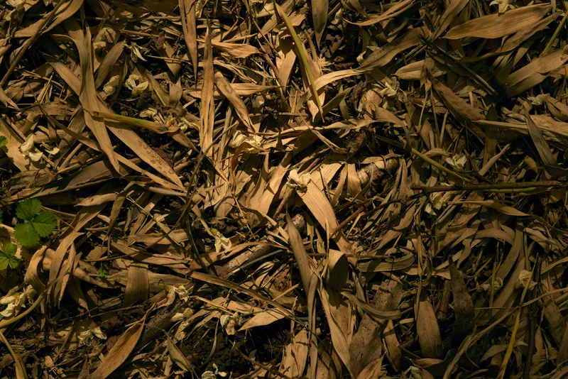 Leaves dry eucalyptus forest ground texture closeup of scattered brown fallen foliage on earth, detailed background of layered leaf litter and organic decay for nature and autumn scenes