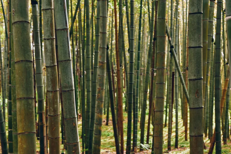 Bamboo forest grove with tall trunks and lush green nature, dense vertical stems creating a serene woodland scene with textured pattern and soft sunlight filtering through.