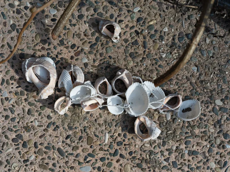 Seashells scattered on concrete pavement sidewalk, overhead view, natural ocean beach shells with rough texture, summer outdoor lifestyle background closeup, small fragments, travel mood