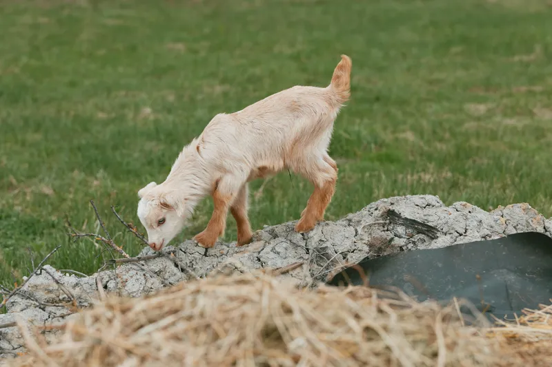 Young white goat kid explores a rural outdoor area walking on a stone wall with green grass in the background on a calm day.