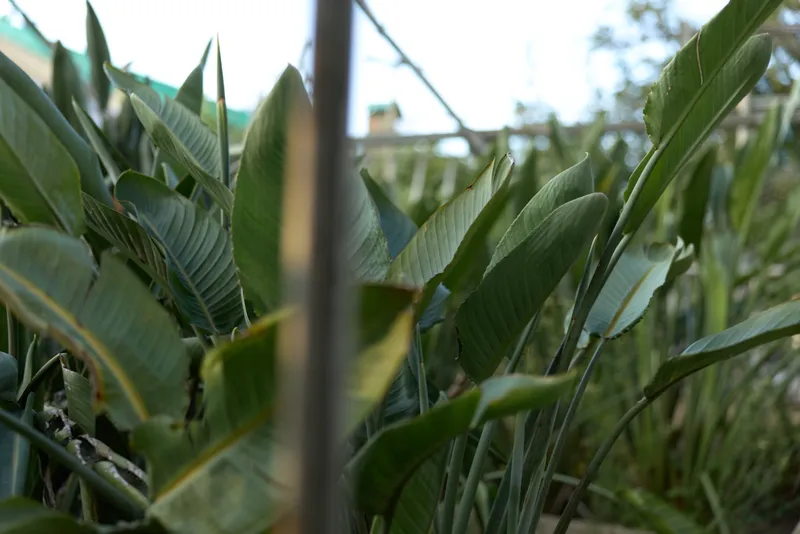 Leaves plants foliage garden nature closeup green tropical. Closeup of broad tropical leaves and dense garden foliage in natural light, shallow depth of field and soft bokeh background.