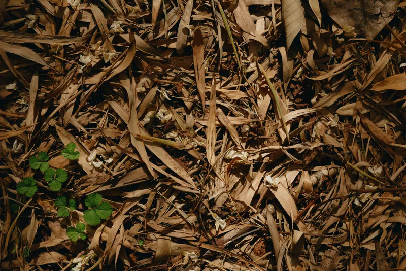 Dry leaves, leaf litter, forest floor, clover, nature, brown composition showing fallen foliage and twigs on soil with closeup texture, autumn decay and small green plant detail.