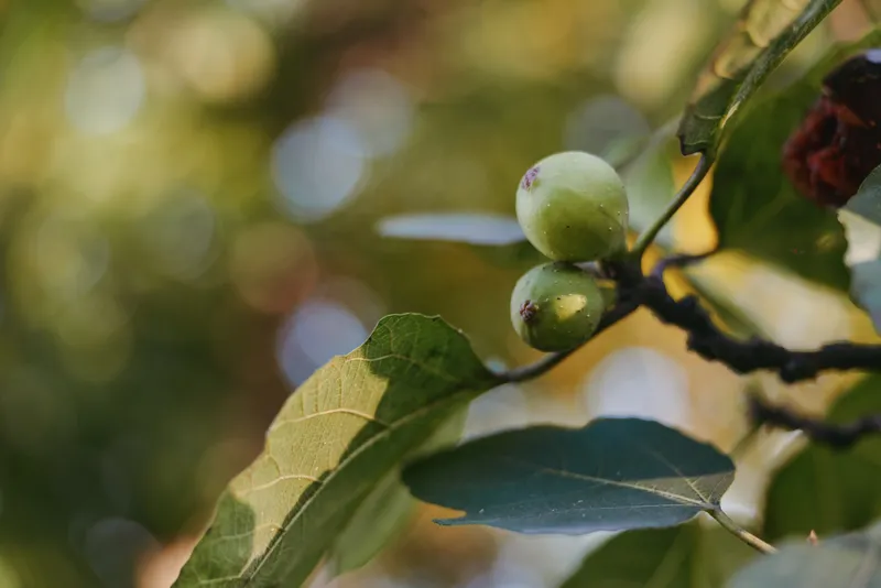 Figs leaves branch green fruit closeup bokeh, unripe figs on a tree branch with textured leaves and warm sunlight, nature macro photo for botanical, garden or organic background scene.