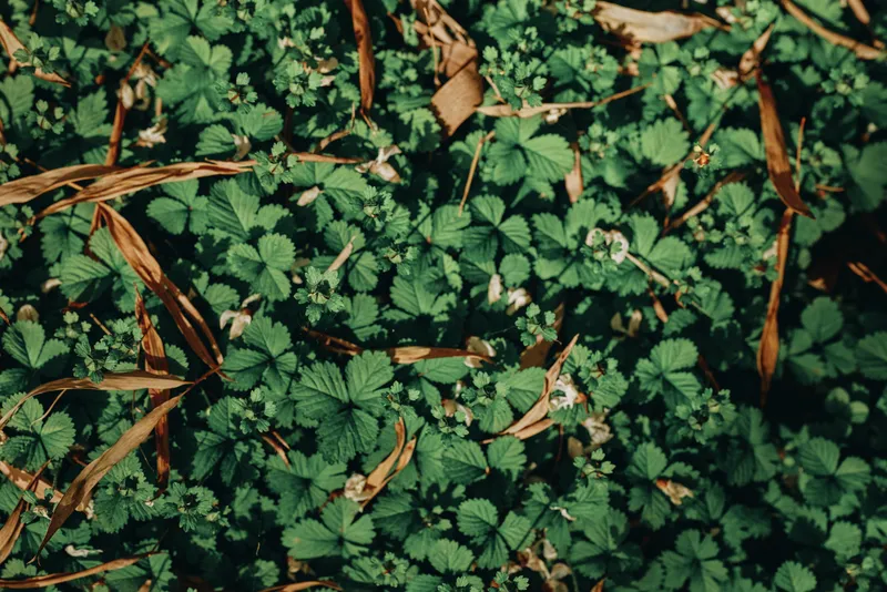 Leaves carpet on ground with dense foliage and lush greenery, small plants and dried brown stalks creating textured nature background in closeup top view for botanical study and texture.