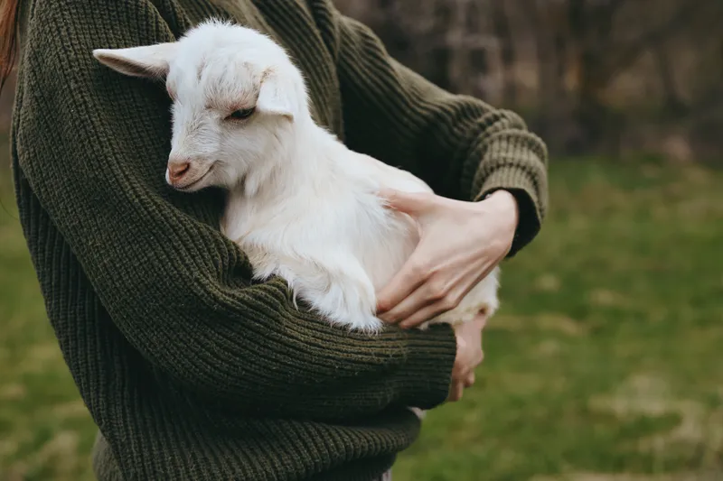 Warm portrait of a person in a dark sweater holding a gentle goat kid outdoors, capturing a lifestyle moment of care, bonding, and nature in the countryside.