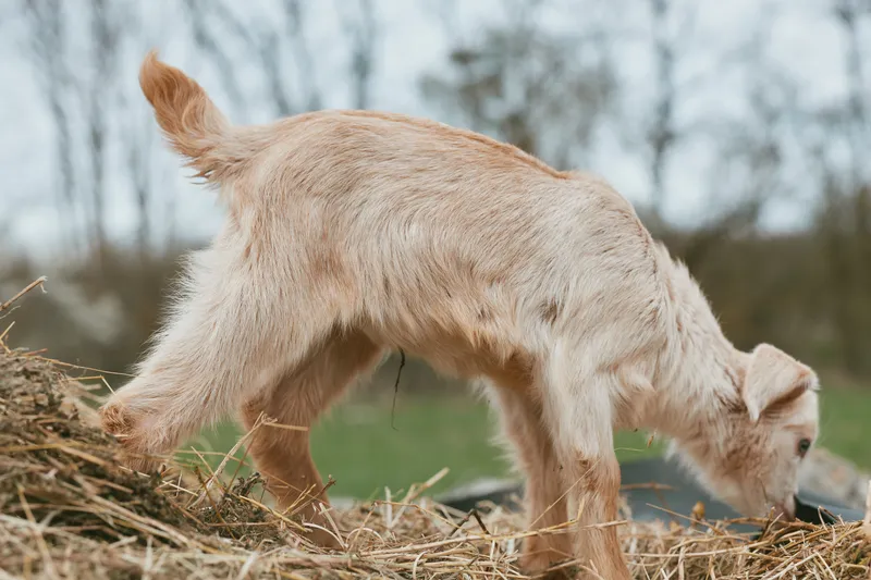 Goat kid explores a sandy yard pile, curious and playful, in a rural outdoor scene with soft daylight and natural textures, capturing a warm rustic lifestyle moment
