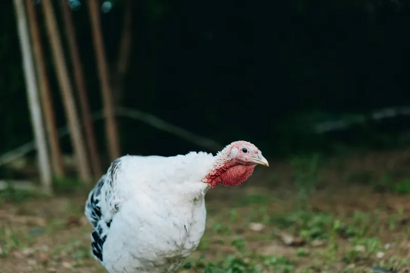 turkey domestic turkey white turkey farm bird male turkey backyard walking grass: adult tom with white plumage and red wattle, inquisitive calm pose in a rural outdoor pasture scene.