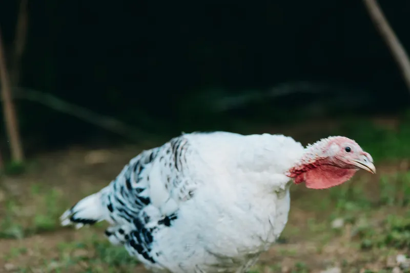 Turkey, bird, poultry, domestic turkey, white turkey, farm, grazing, adult turkey - Close profile of an adult domestic turkey with white plumage and black markings, calm and alert, walking on grass.