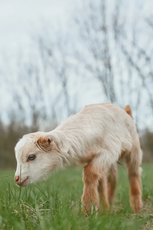 Goat kid animal grass field pasture in a sunlit rural scene, a small white coat, curious gaze, peaceful farm backdrop, close to grass and earth, conveying simple country living and gentle innocence