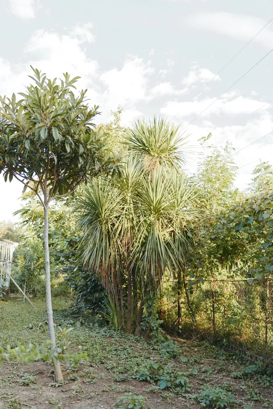 Backyard garden greenery with palm tree and dense shrubs in a sunny suburban yard, relaxed middle-aged homeowner lifestyle vibe, casual outdoor scene for gardening and leisure.