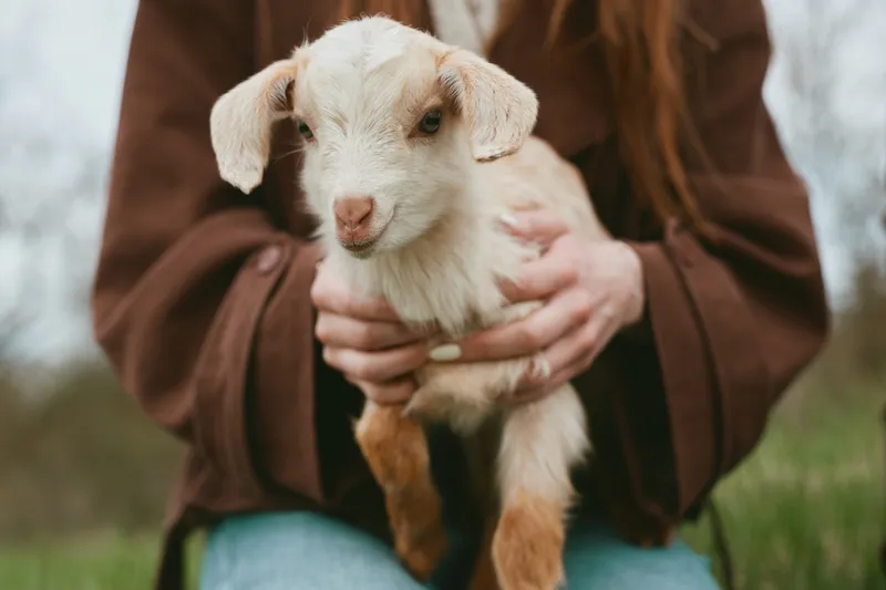 A person in a brown coat gently holds a young goat kid outdoors, creating a calm, affectionate moment. Suitable for lifestyle, animal care, farm life, and pet parenting themes.
