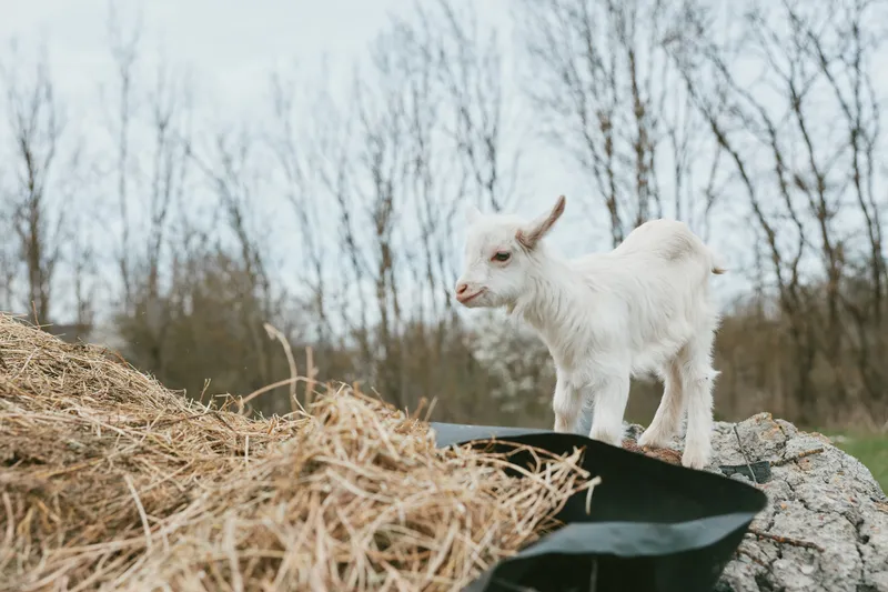 Goat, kid, standing on hay near rocks in an outdoor rustic setting, curious posture, gentle breeze, natural colors, farm atmosphere, simple countryside moment, tranquil