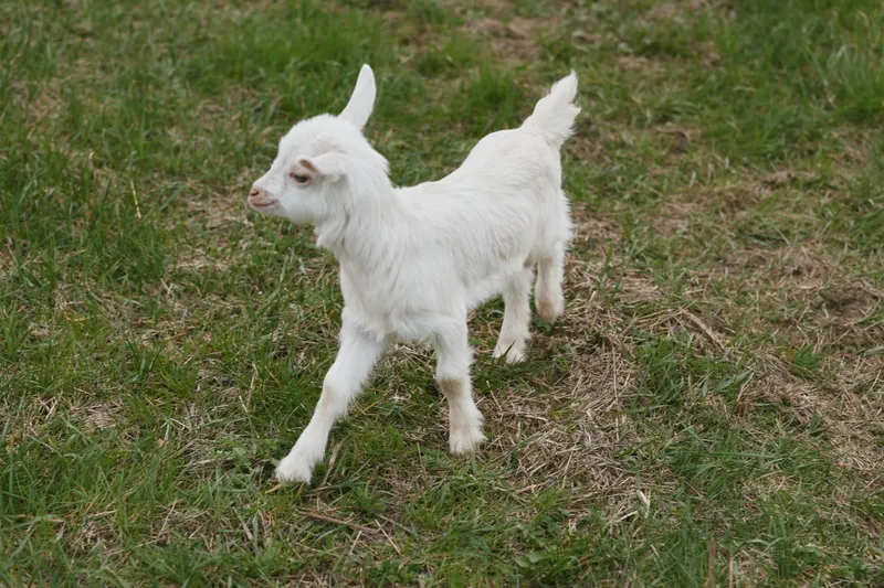 Cheerful goat kid outdoors in a sunlit meadow, playful trot with gentle breeze, natural countryside scene, field of grass and pasture, wholesome outdoor moment in rustic charm.