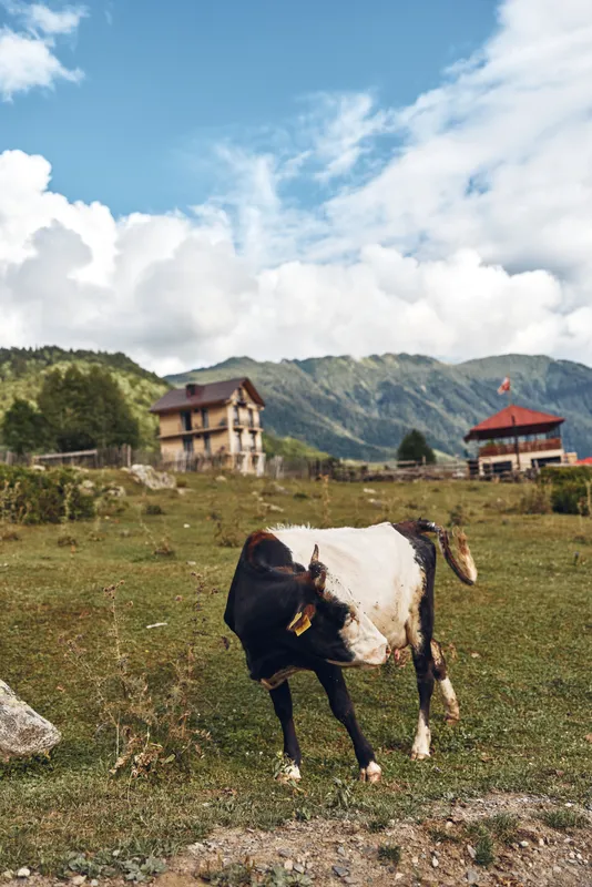 cow grazing on pasture with farmhouse and mountain landscape, authenticity inclusivity