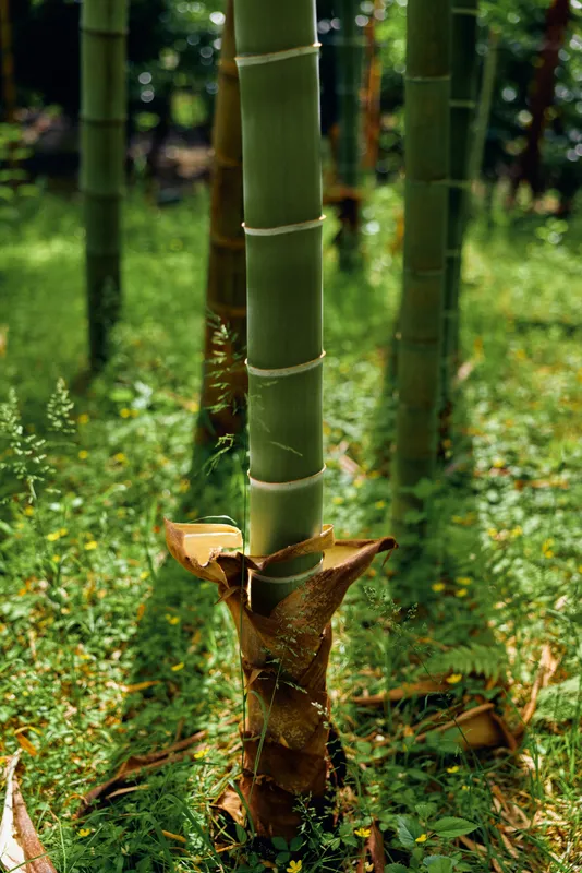 Bamboo stalk and shoot in a green forest grove, closeup of trunk and new sprout with textured culm and leafy understory, natural plant scene bathed in dappled sunlight.