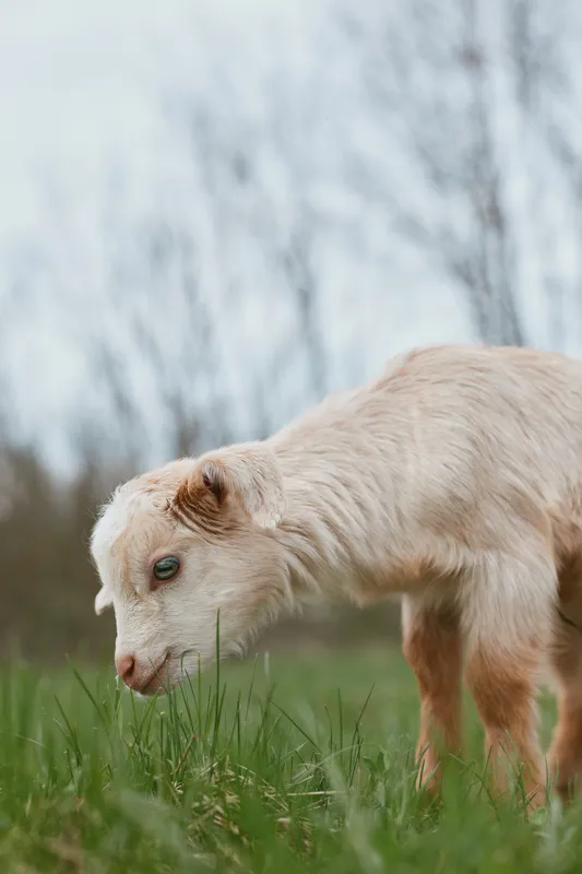 Goat kid grazing in a grassy field on a cool day, with leafless trees in the background. Natural lifestyle scene highlighting innocence, farm life, and outdoor exploration.