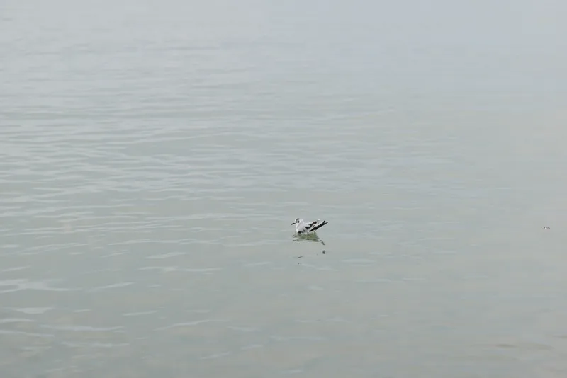 A single bird floats peacefully on calm water with subtle ripples. The minimalistic composition emphasizes tranquility and nature in a serene aquatic environment.