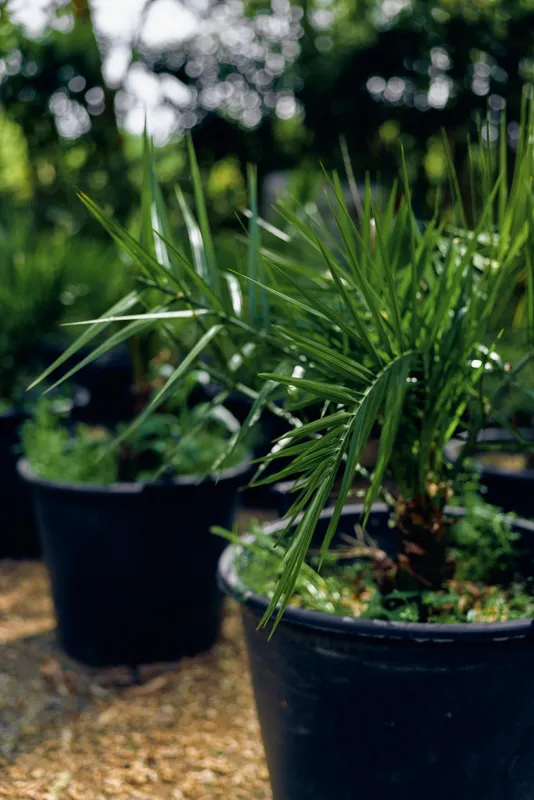 potted plant nursery palm foliage pot in an outdoor garden center with black plastic containers, shallow depth of field, closeup of young tropical leaves and soil in rows of stock