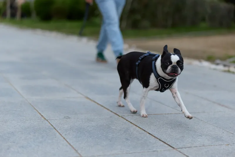 Man walking a black and white dog on a stone pavement outdoors in casual clothing during autumn season KEY: man dog walking outdoor autumn pet black white pavement casual walking pet care animal leash