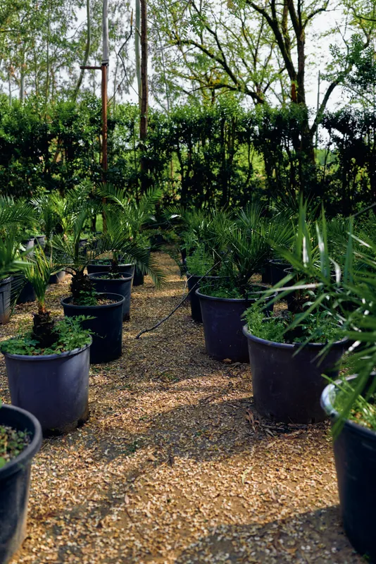 Plants nursery with potted palms in black containers on a mulch pathway, lush foliage rows under shade trees in a garden setting for horticulture and landscaping stock.